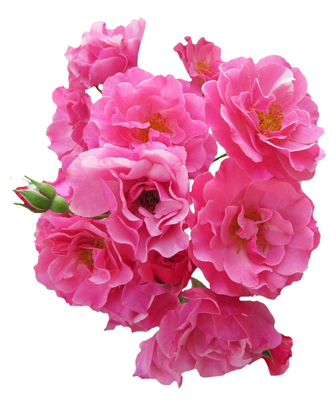 pink flowers