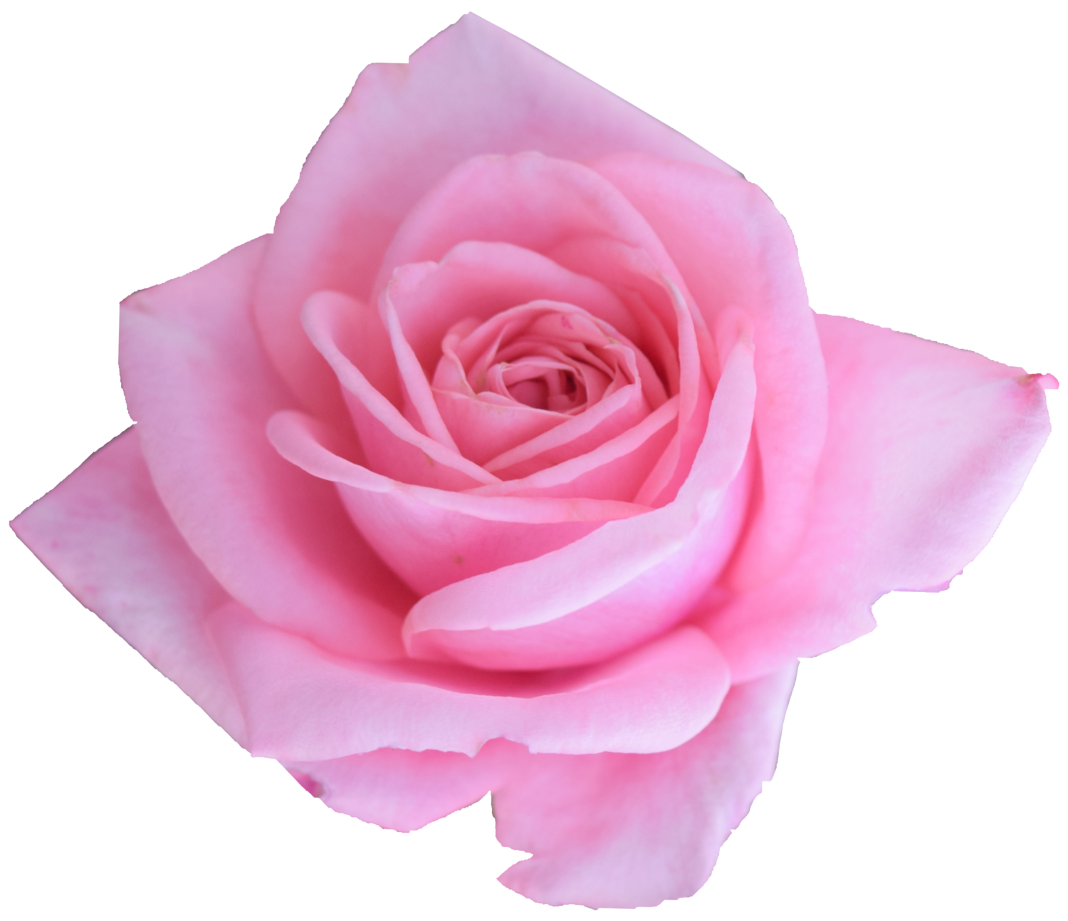 pink rose